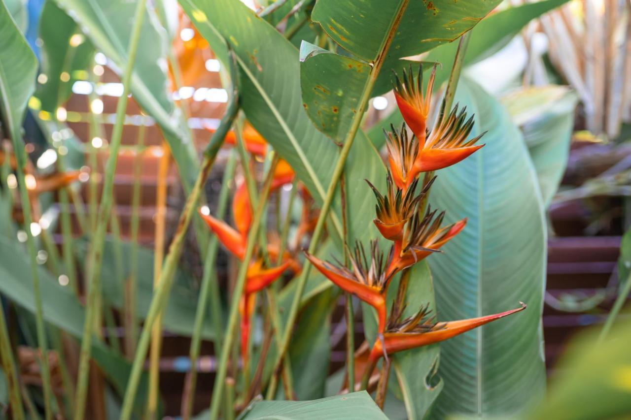 Le Charme Polynesien Proximite Plage Et Commerces Punaauia  Zewnętrze zdjęcie